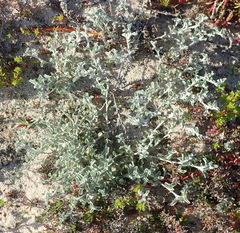 Helichrysum cochleariforme