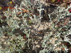 Helichrysum cochleariforme