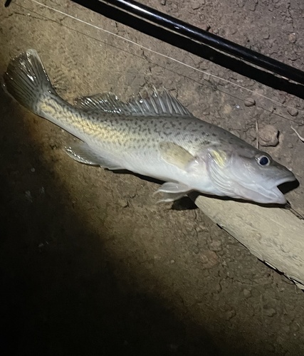 Trout cod (Maccullochella macquariensis) — Percichthyidae