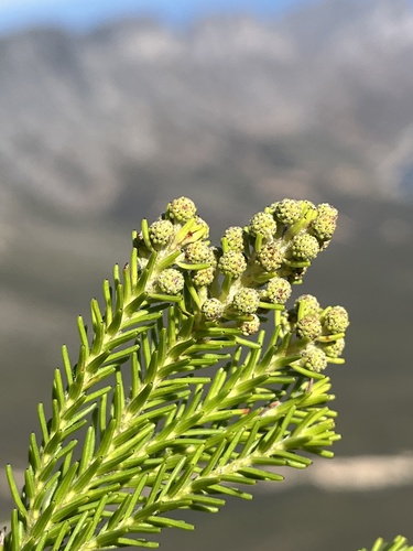 Berzelia dregeana (Berzelia dregeana)