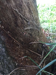 Thaumetopoea processionea