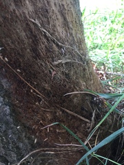 Thaumetopoea processionea