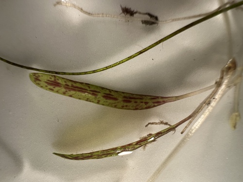 Halophila ovalis iNat (1)