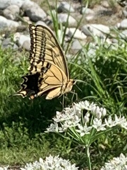 Papilio machaon hippocrates