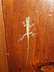 Anolis aeneus