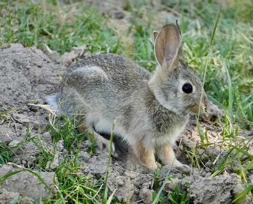 iNaturalist observation 2025-05-13