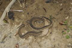 Acrochordus javanicus