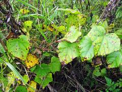 Menispermum dauricum