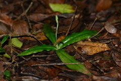 Habenaria plantaginea