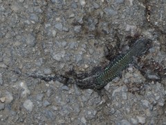 Podarcis muralis nigriventris