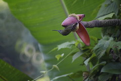 Arachnothera longirostra