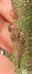 Otinotus