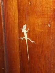 Anolis aeneus