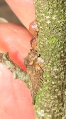 Otinotus