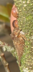 Otinotus