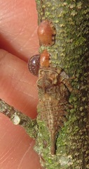 Otinotus