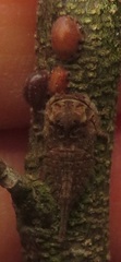 Otinotus
