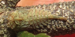 Otinotus