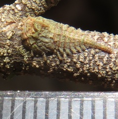 Otinotus
