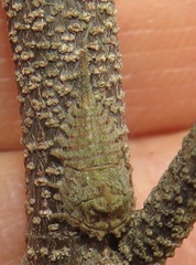 Otinotus