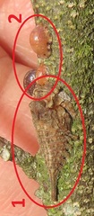 Otinotus