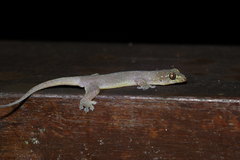 Gehyra mutilata