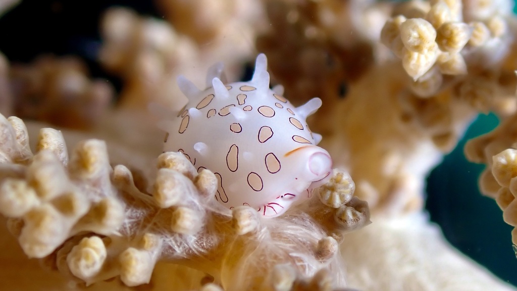 Margarita Egg Cowry