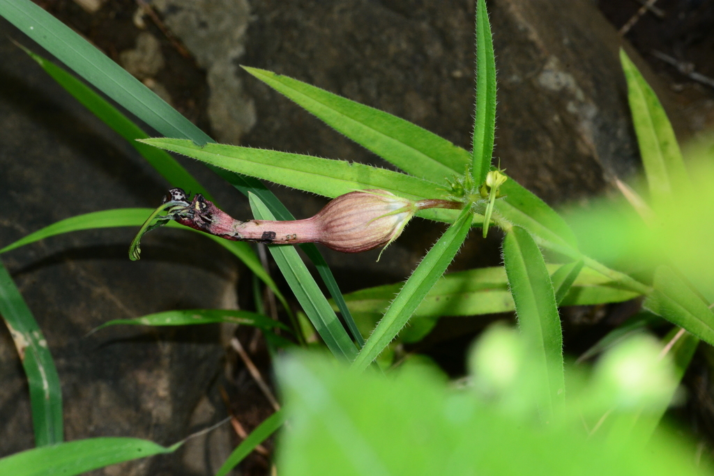 Ceropegia mahabalei, Junnar, Maharashtra 410502, India