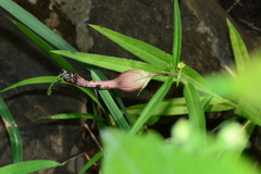 Ceropegia mahabalei
