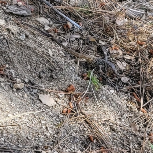 iNaturalist observation photo of Western Whiptail