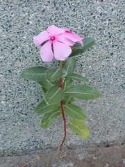 Catharanthus roseus