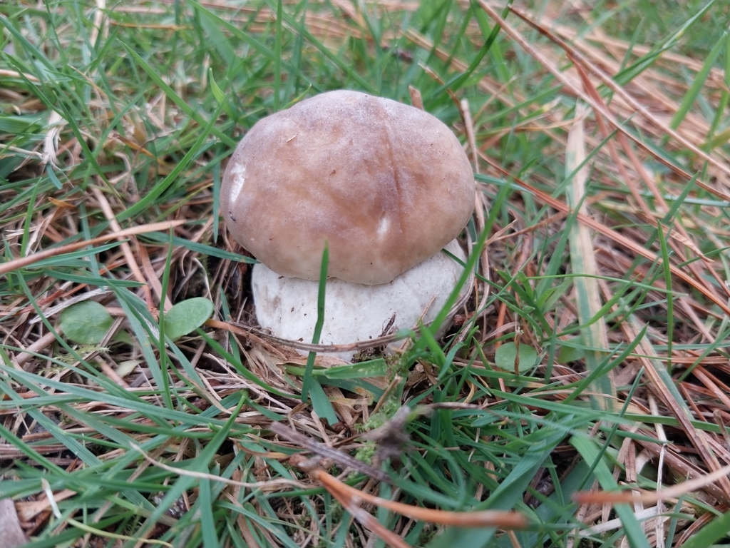 Boletus edulis · May 2025 · photo: © kiwialli (iNaturalist, cc-by)