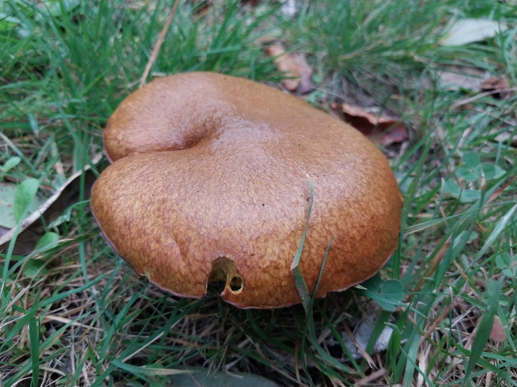 Suillus luteus · May 2025 · photo: © kiwialli (iNaturalist, cc-by)