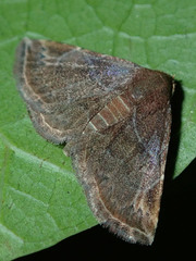 Lepidoptera