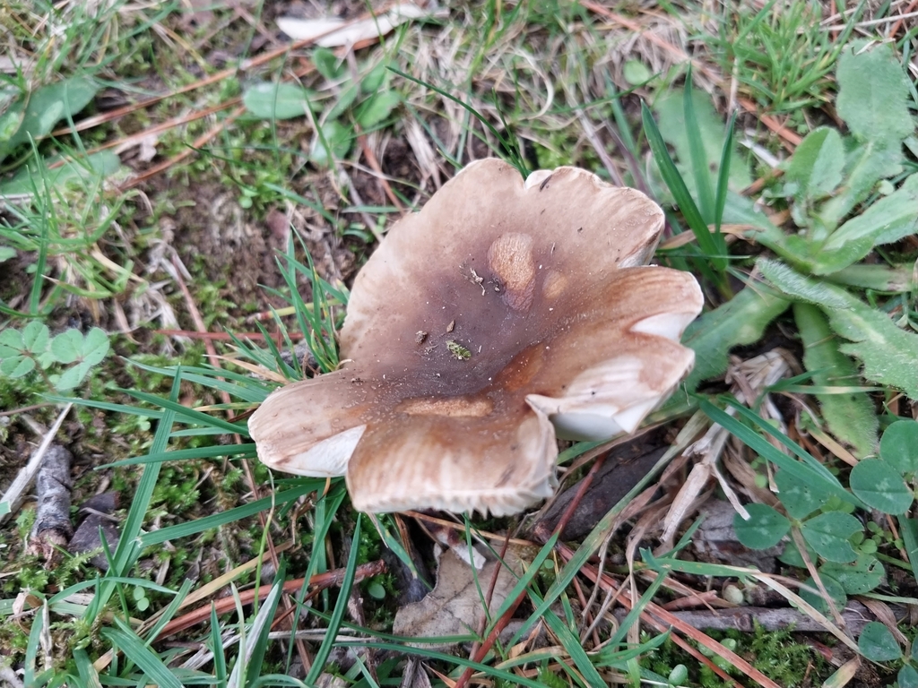 Russula amoenolens · May 2025 · photo: © kiwialli (iNaturalist, cc-by)
