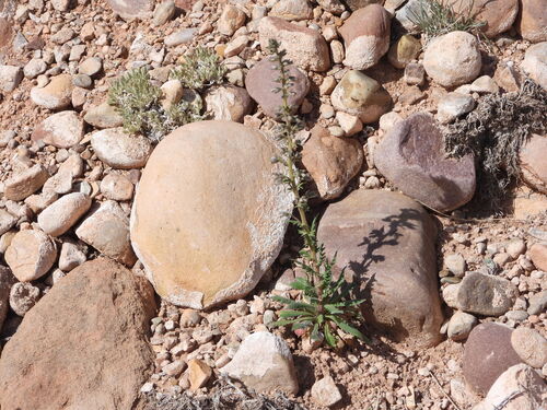 Uinta Basin gilia (Aliciella stenothyrsa)