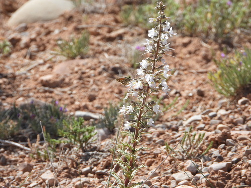 Uinta Basin gilia (Aliciella stenothyrsa)