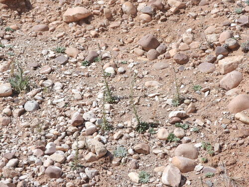 Uinta Basin gilia (Aliciella stenothyrsa)