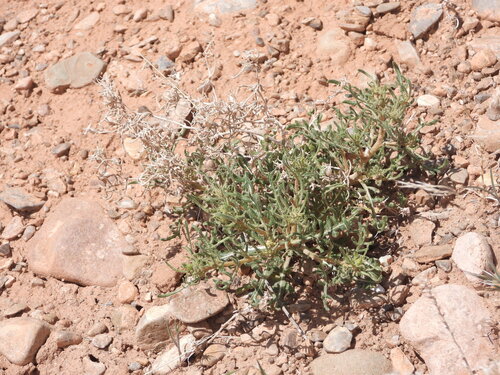 Uintah Blazingstar (Mentzelia uintahensis)