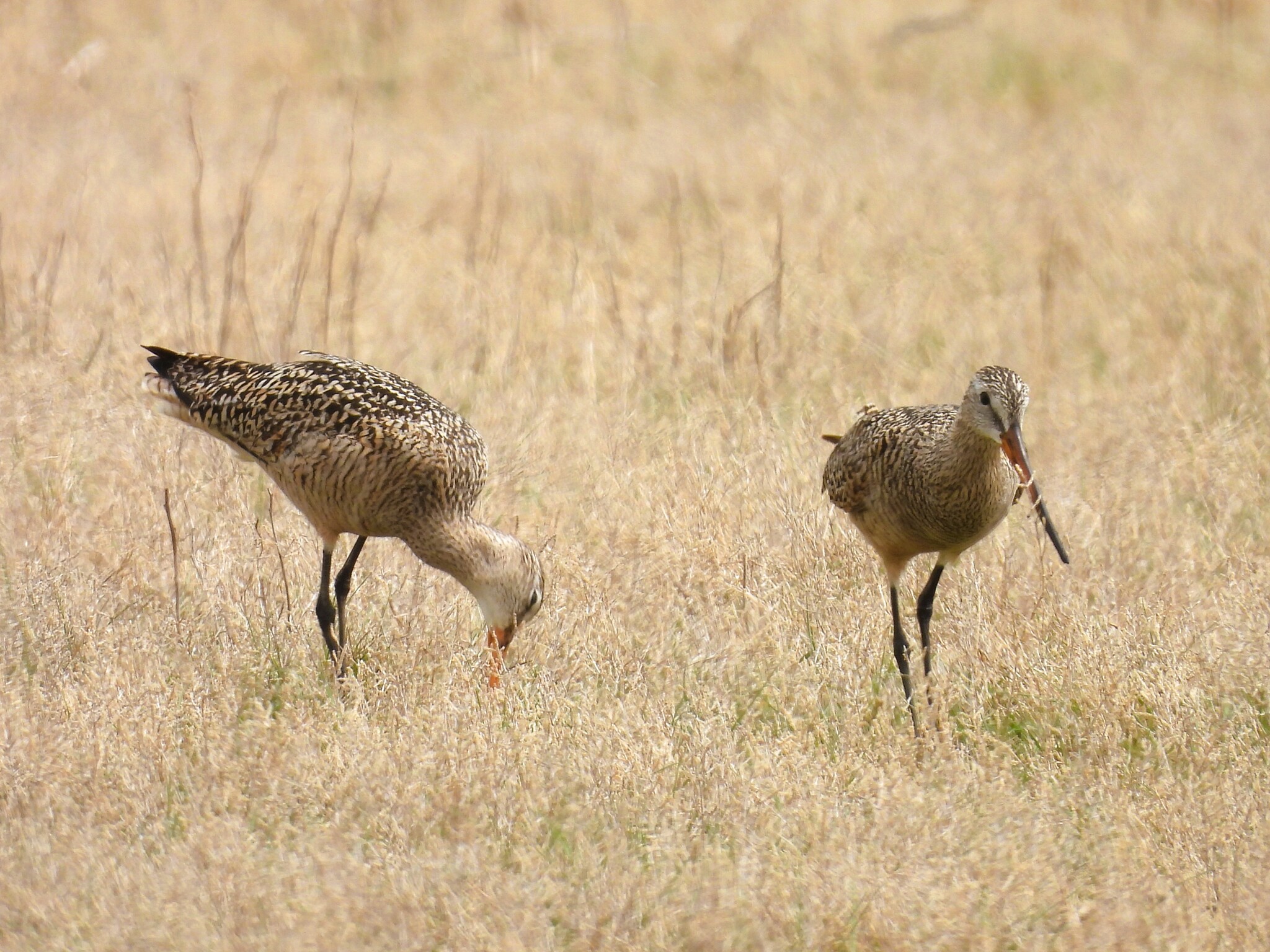 Marbled Godwit