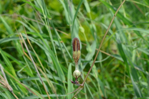 Ceropegia vincifolia