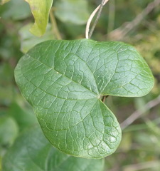 Dioscorea sylvatica