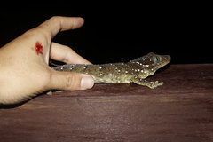 Gekko albomaculatus