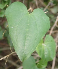 Dioscorea sylvatica