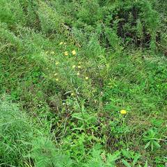Picris japonica
