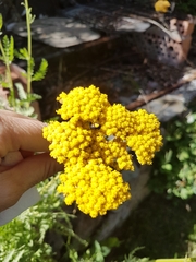 Achillea filipendulina