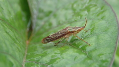 Raphirhinus phosphoreus