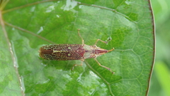 Raphirhinus phosphoreus
