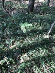 Sorbus aucuparia