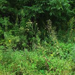 Picris japonica
